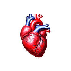 Heart